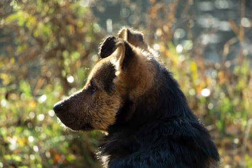 cur, 側面圖, 動物 的 免費圖庫相片