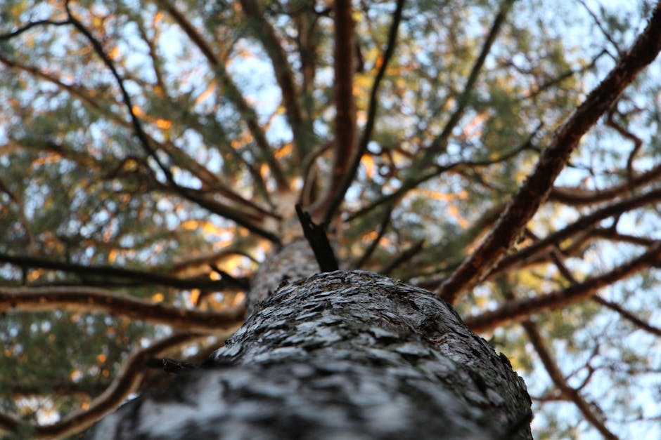 Low Angle Photography of Trees during Daytime