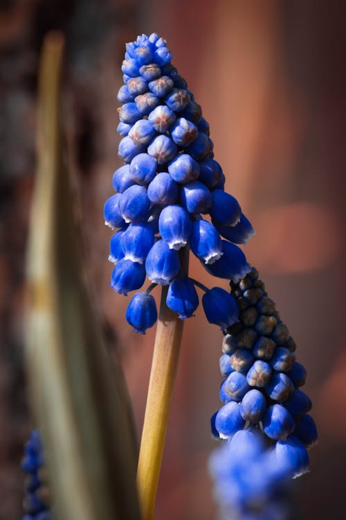 Close-Up Shot of Blooming Grape Hyacinth Plant