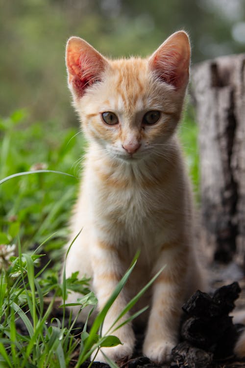 Foto profissional grátis de adorável, animal, animal de estimação