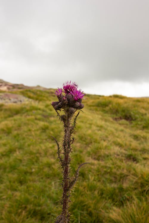 Close-up of a Thistle Plant