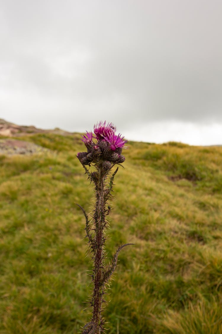 Close-up Of A Thistle Plant