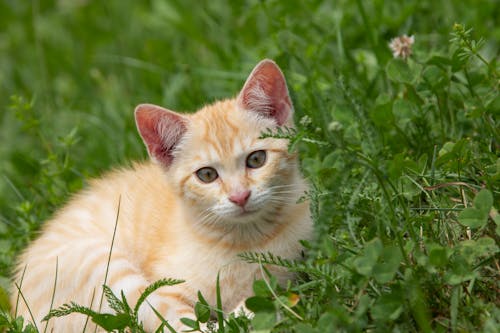 Close-Up Photo of an Orange Tabby Kitten on the Grass