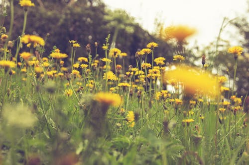 Free A Yellow Flowers on the Field Stock Photo