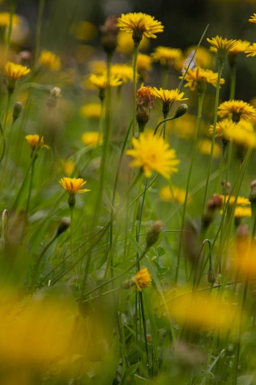A Close-up Shot of Yellow Flowers on the Field
