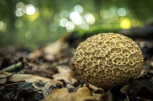 Free A detailed macro shot of a puffball mushroom surrounded by autumn leaves in a forest. Stock Photo
