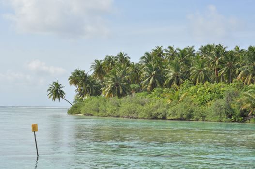 Discover the serene beauty of a tropical island with lush greenery and palm trees in the Maldives.