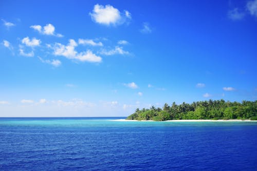 Green Trees Near the Ocean