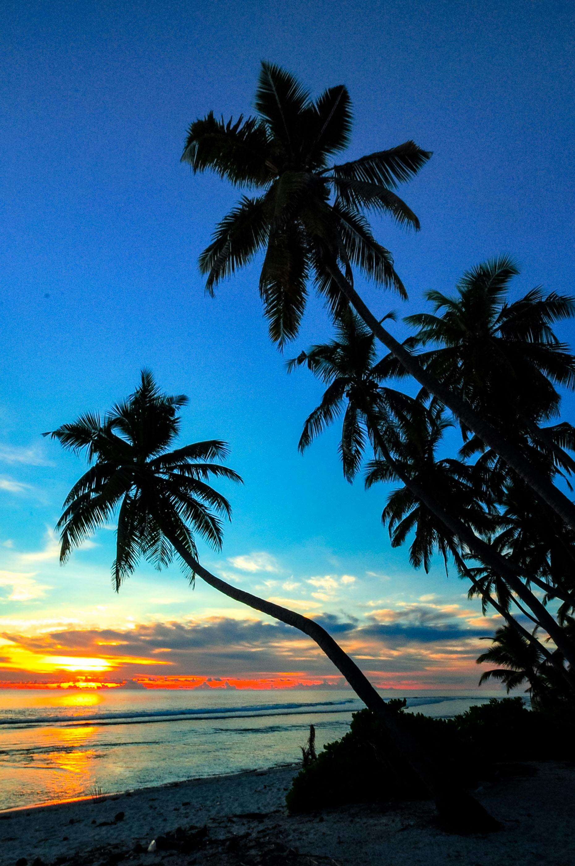 palm tree sunset