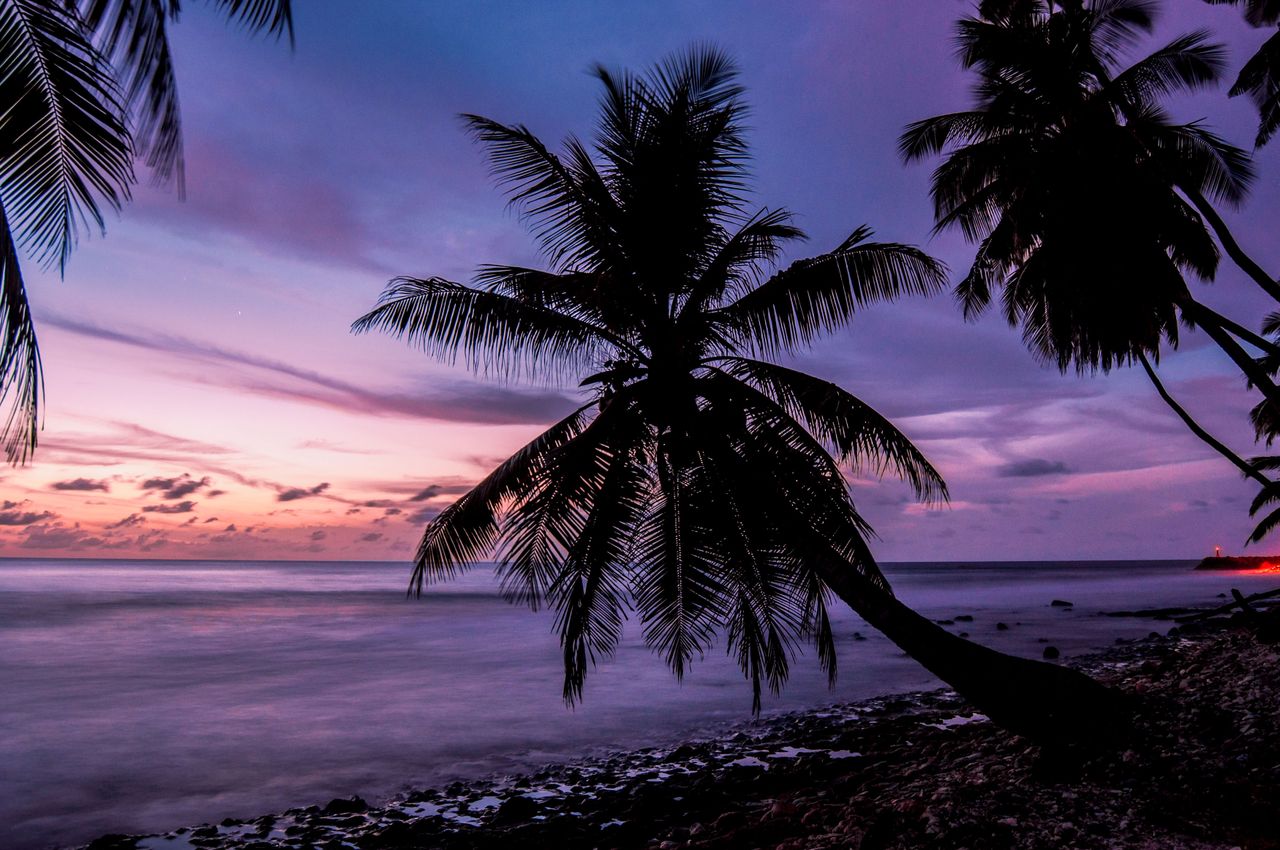 a tranquil beach scene with silhouetted palm trees against a vibrant s
