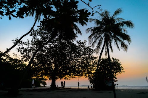 Silhouette of Trees during Sunset