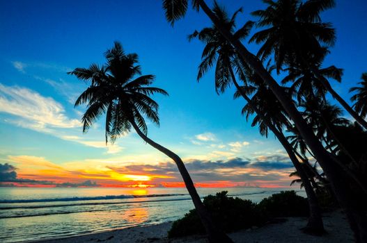 Captivating sunset on a tropical beach with palm tree silhouettes and vivid sky colors.