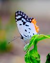 White and Black Butterfly on Green Leaf
