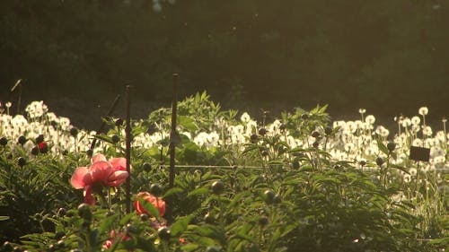 Gratis lagerfoto af aften, blomster, grøn