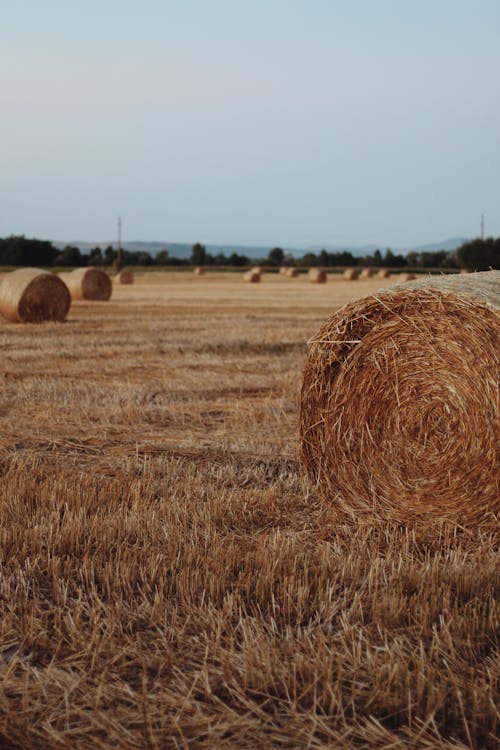 A Brown Grass Field with Hay Bales
