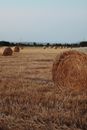 Brown Grass Field