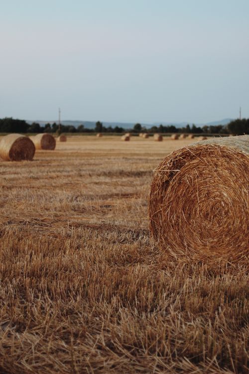 Free A tranquil rural landscape featuring hay bales on a harvested field under a dusk sky. Stock Photo