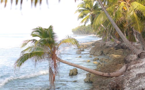 Foto profissional grátis de beira-mar, caribe, coqueiros