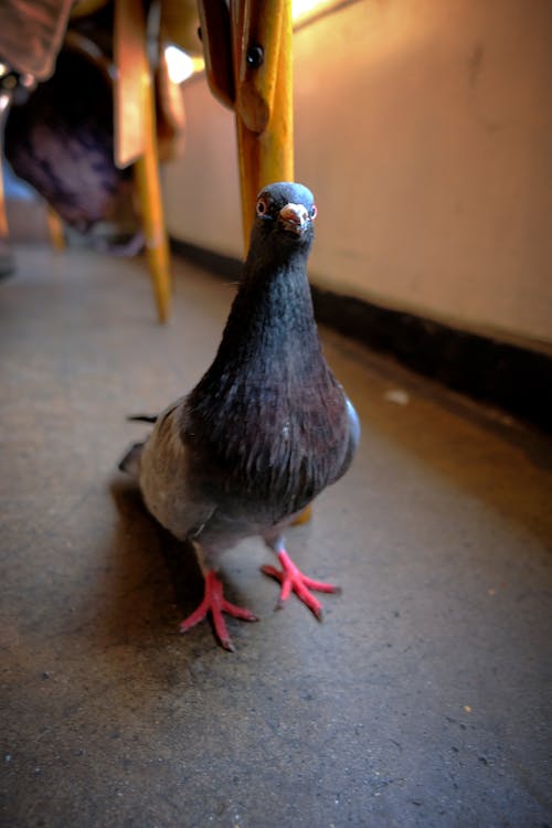 Free stock photo of pidgeon, random, vintage