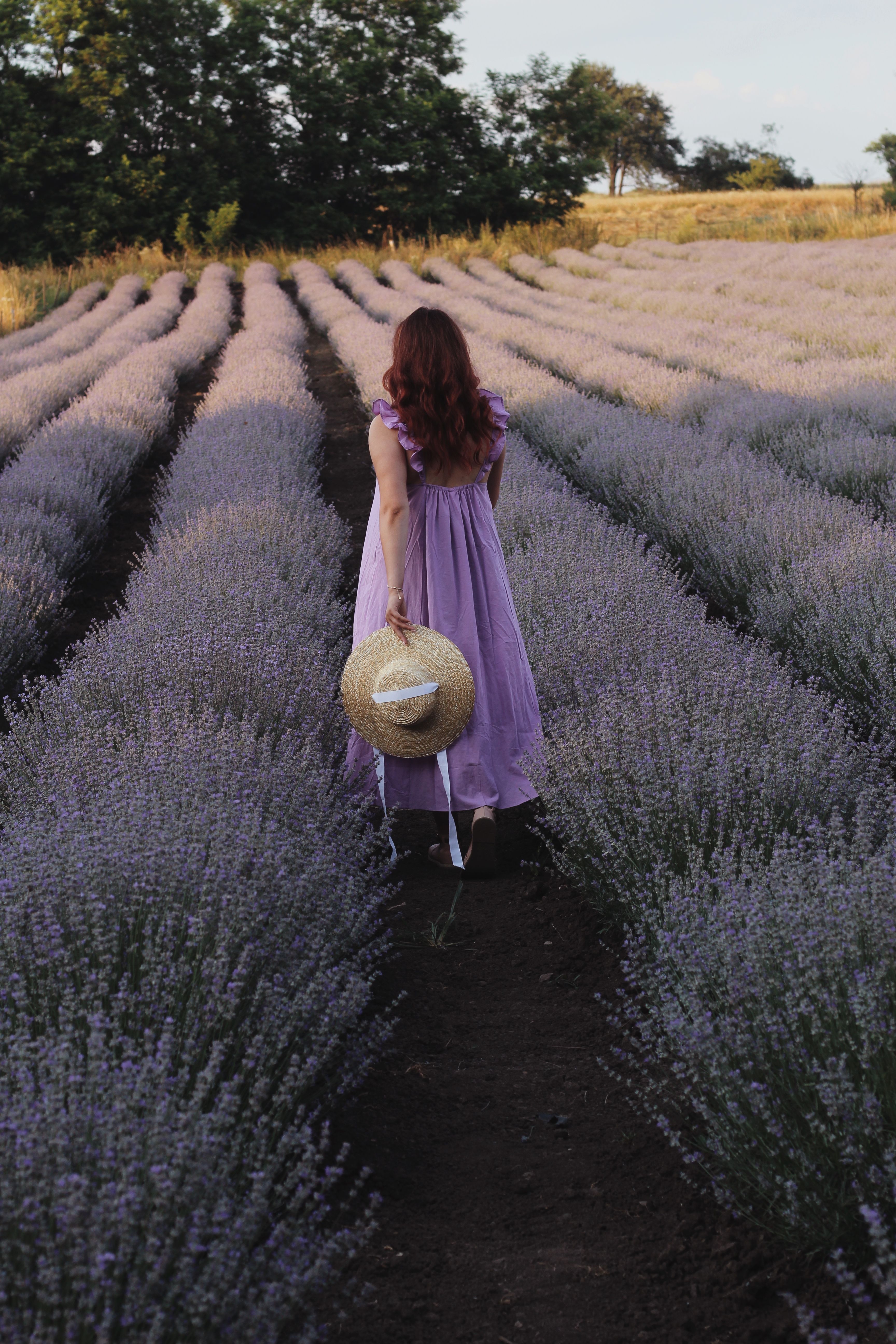 Back View of a Woman Walking in Lavender Field · Free Stock Photo