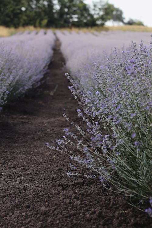 Lavender Field on Brown Soil 