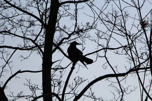 Free stock photo of branches, contrast, crow