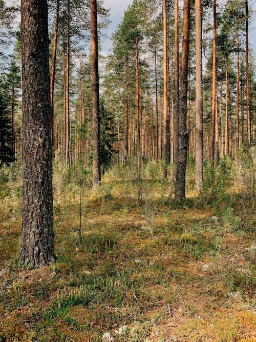 Gratis arkivbilde med miljø, natur, skog