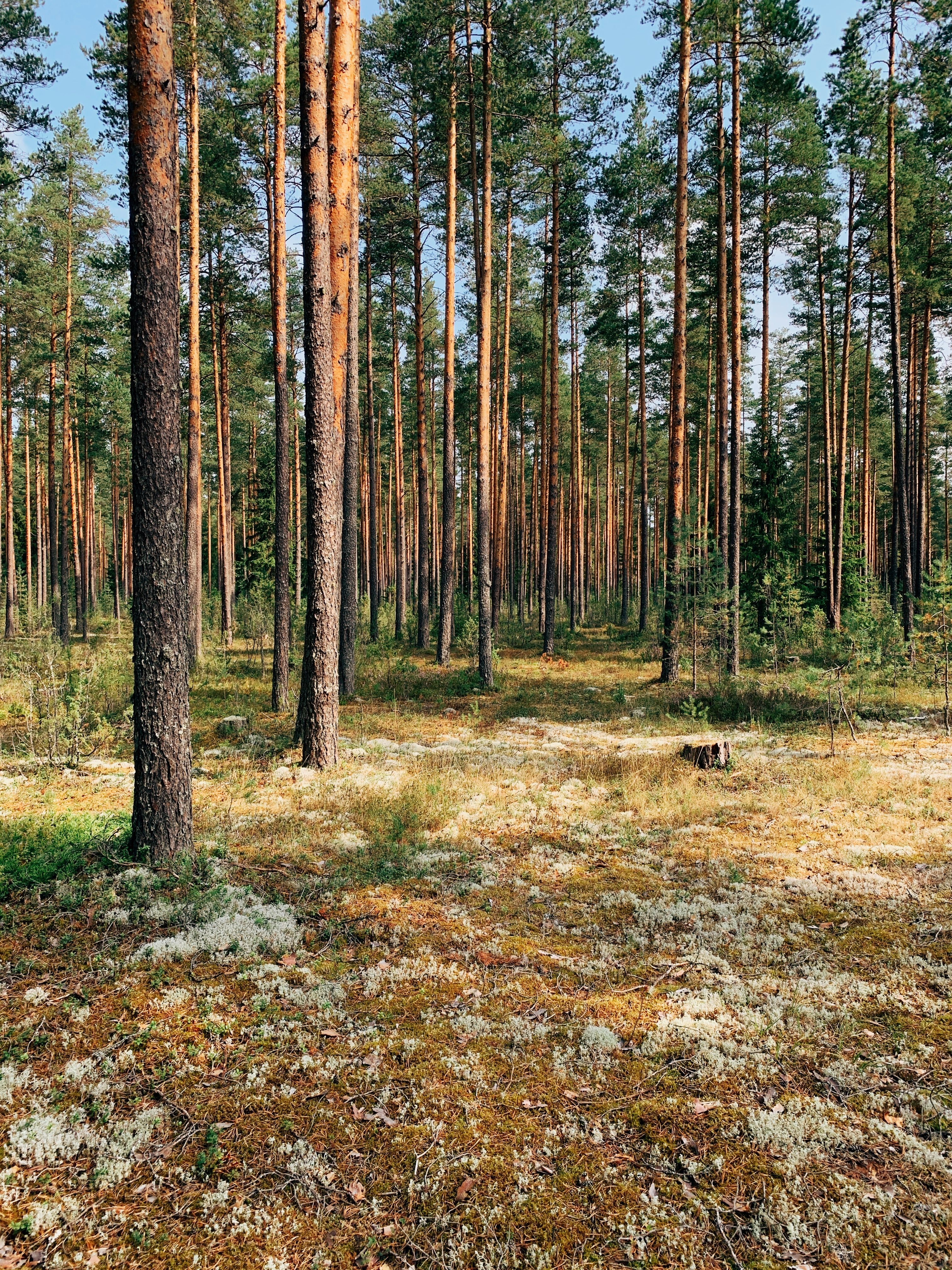 Kostnadsfria Kostnadsfri bild av biologiska mångfalden, botanik, chagodoshchensky-distriktet Stock foto