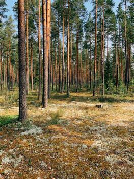 Peaceful view of a lush, dense forest in Vologda, Russia, showcasing natural beauty.