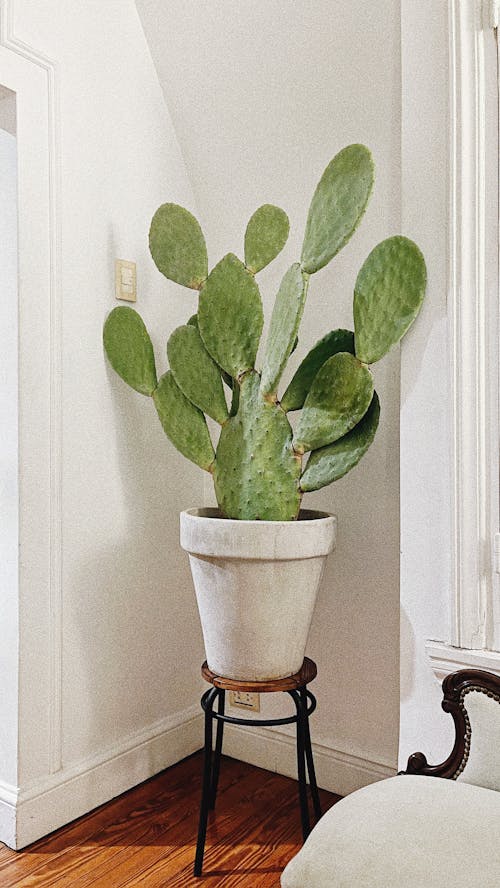 Imagine de stoc gratuită din cactus, ceaun, fotografiere verticală