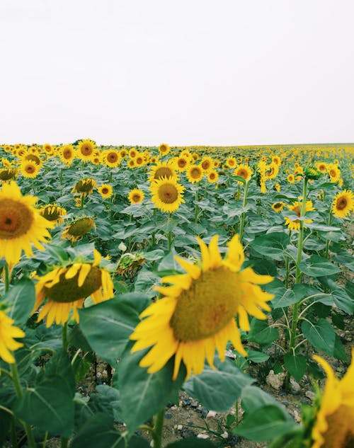 Photo of a Sunflower Field Under a White Sky