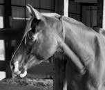 Stable Images