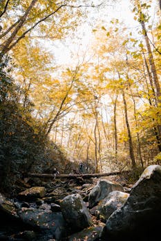 Hikers explore a vibrant autumn forest with golden leaves and rocky stream.