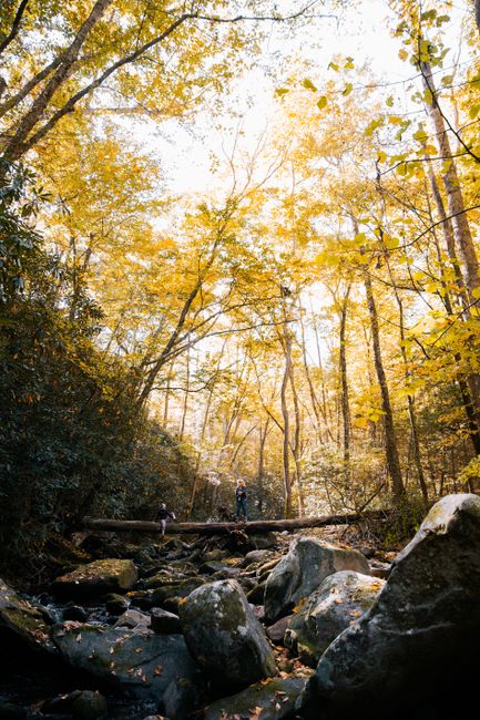 Hikers explore a vibrant autumn forest with golden leaves and rocky stream.