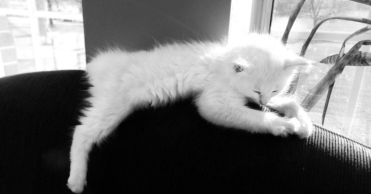 Free stock photo of kitten white window grayscale