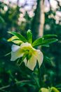 White and Yellow Flower in Tilt Shift Lens