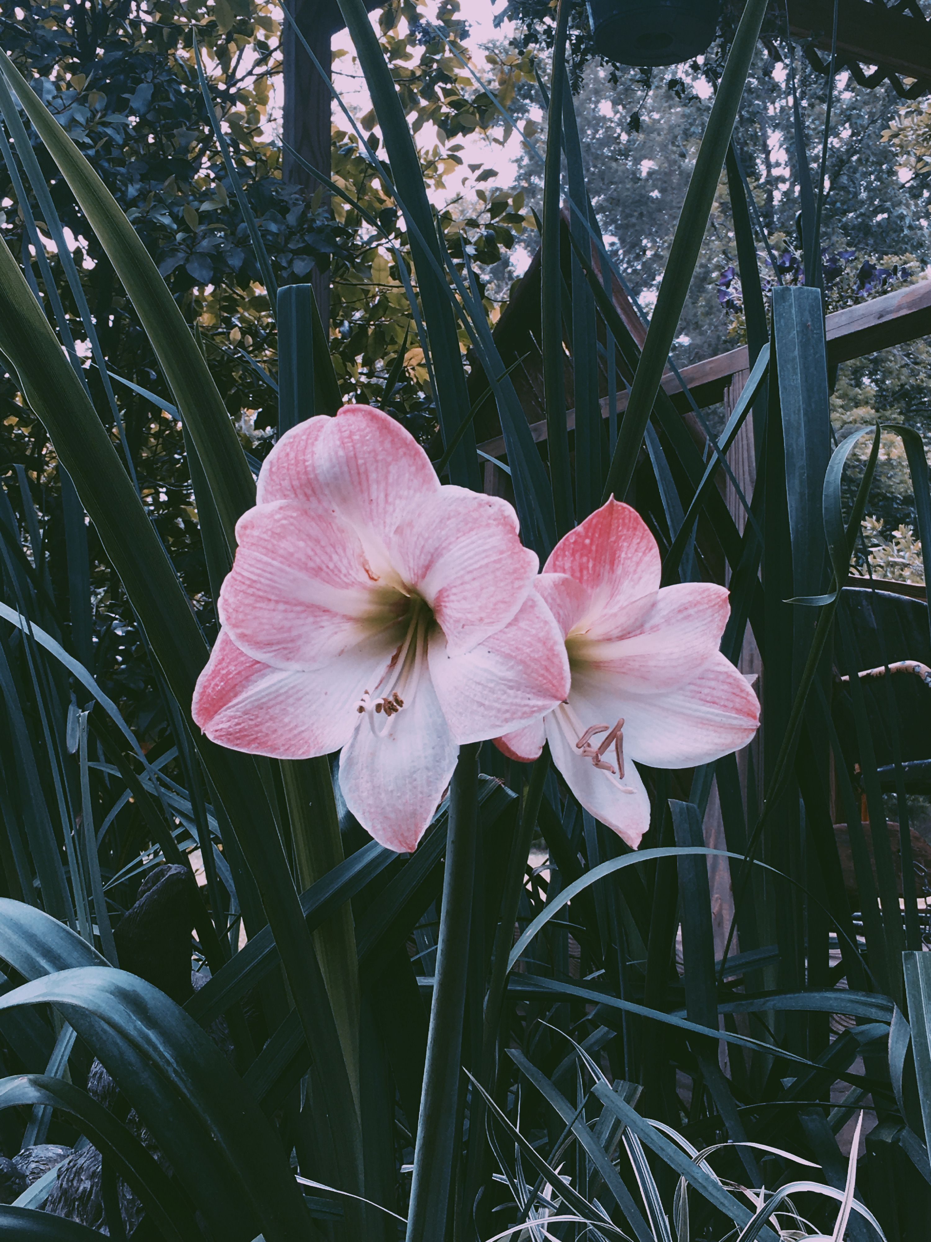 Close-up of vibrant pink amaryllis flowers blooming amidst green leaves outdoors.