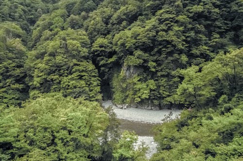 Green Trees