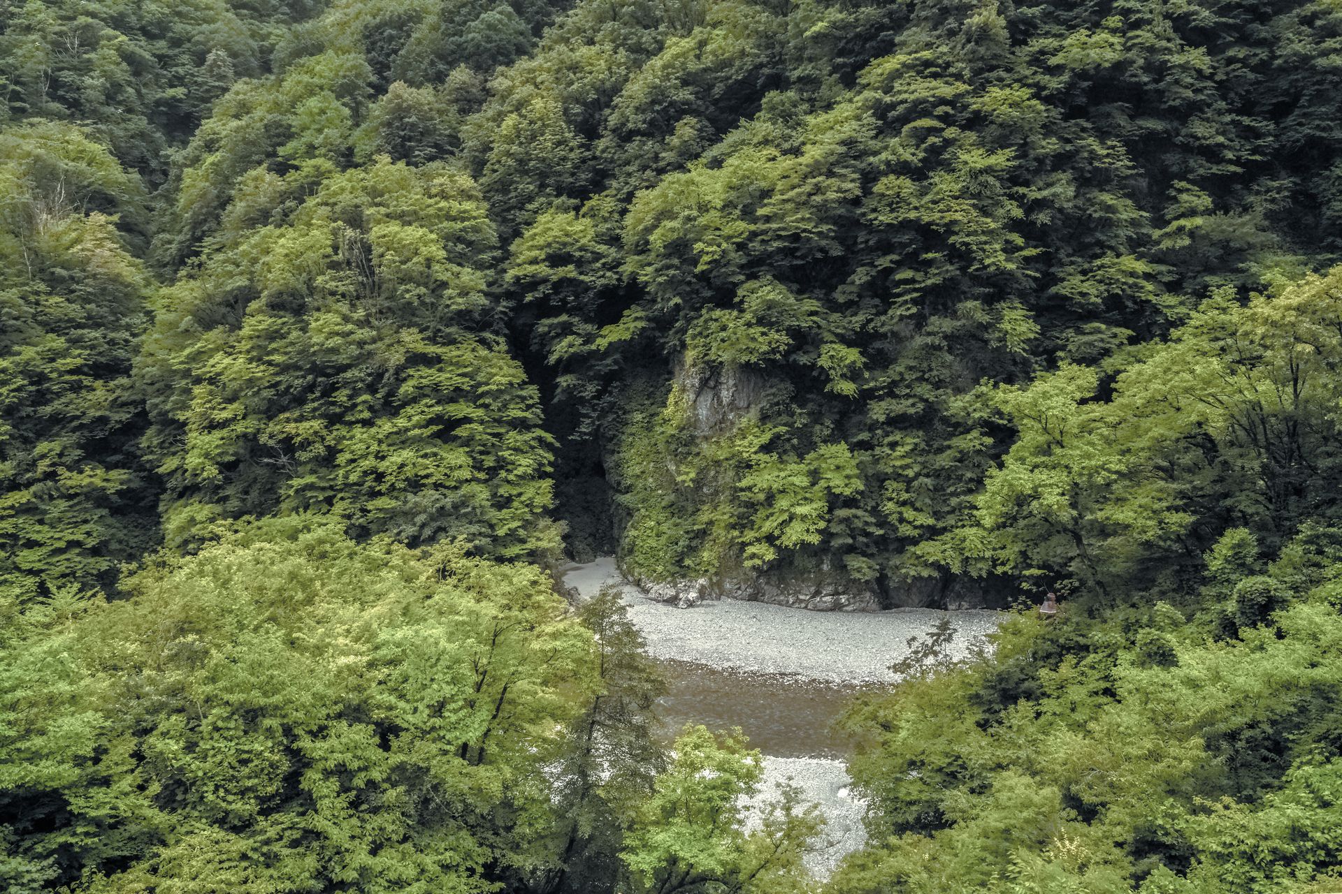 A serene forest landscape featuring a gentle river curve surrounded by lush green trees.