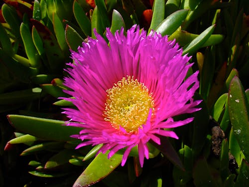 Free Darmowe zdjęcie z galerii z kwiat, purpurowy, żółty Stock Photo