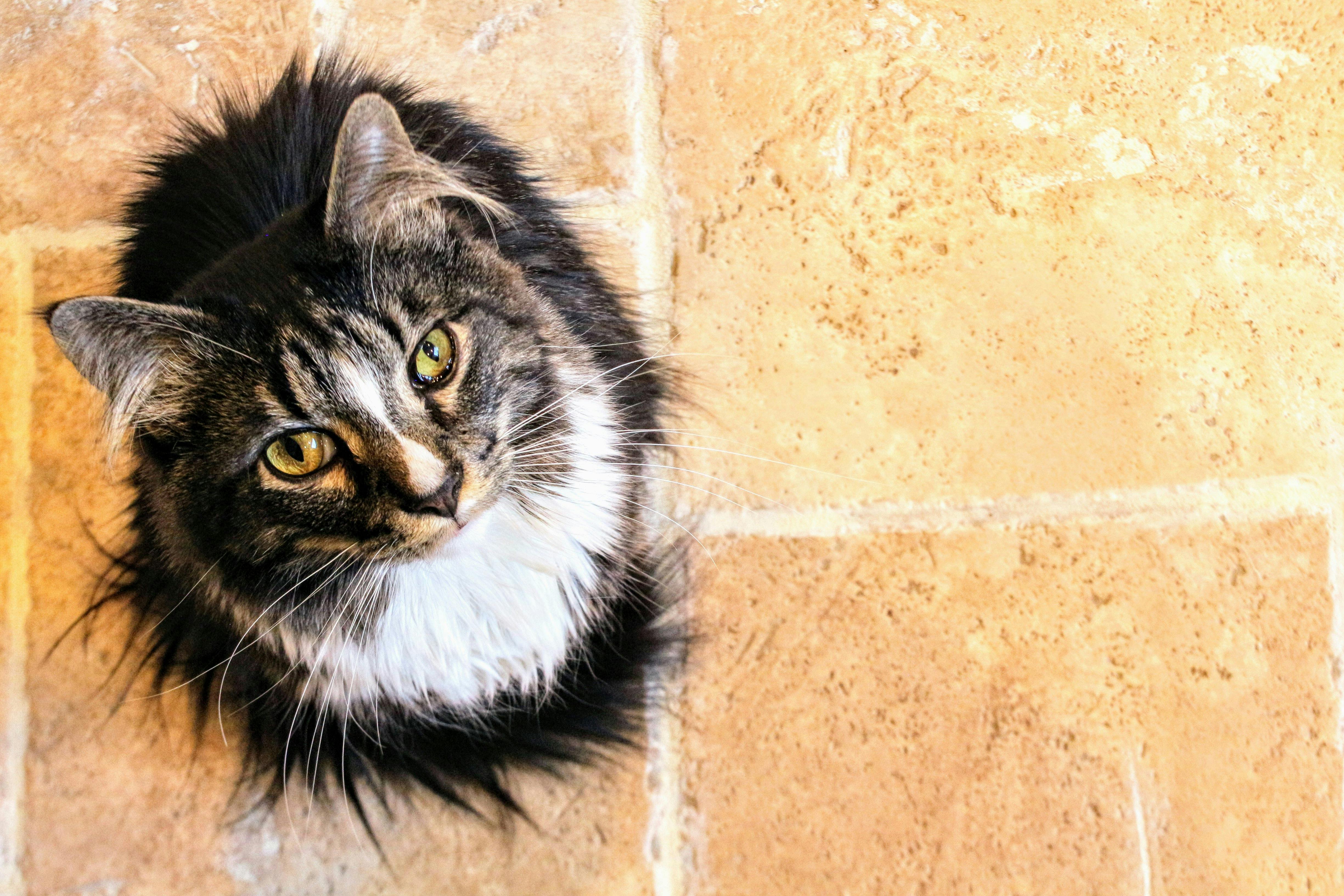 Black And White Maine Coon Cat Free Stock Photo
