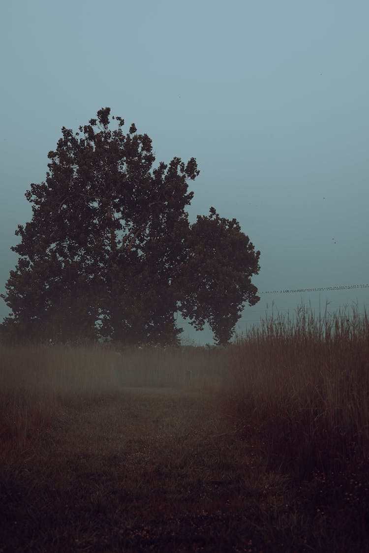 Single Tree Near Grasses