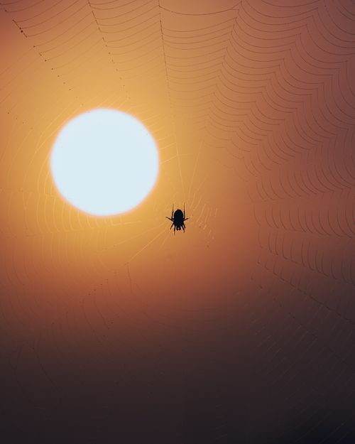 Free Silhouette of a spider on its web with a bright sun in the background, creating an artistic contrast. Stock Photo