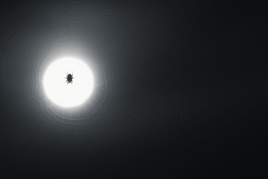 Striking silhouette of a spider in its web backlit by a circular light source.