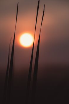 Silhouetted grass against a warm sunset creating a serene landscape.