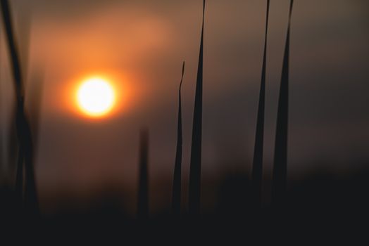 Dramatic silhouette of grass with a vibrant sunset in the background.