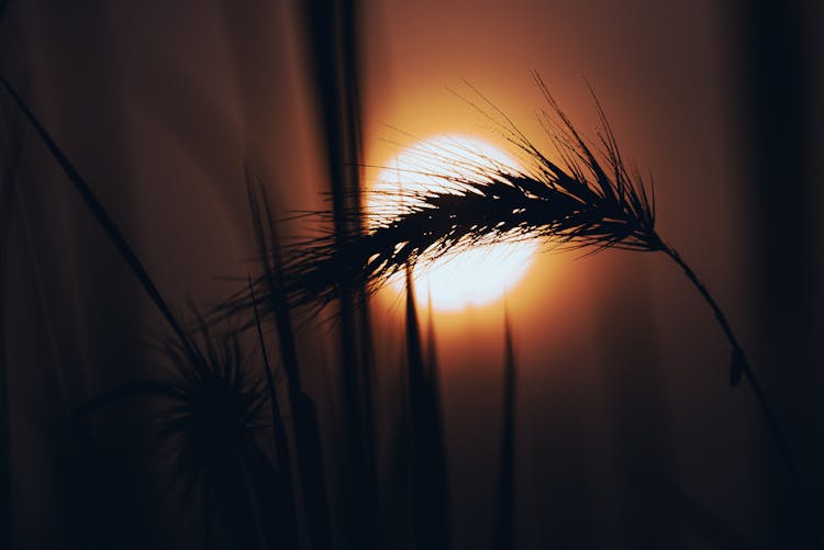 Silhouette Of Wheat 