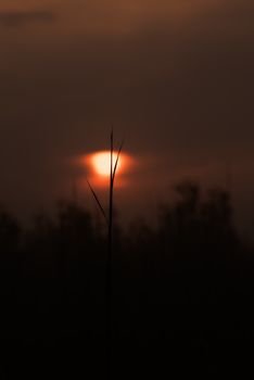 Artistic silhouette of grass with a dramatic sunset in the background.