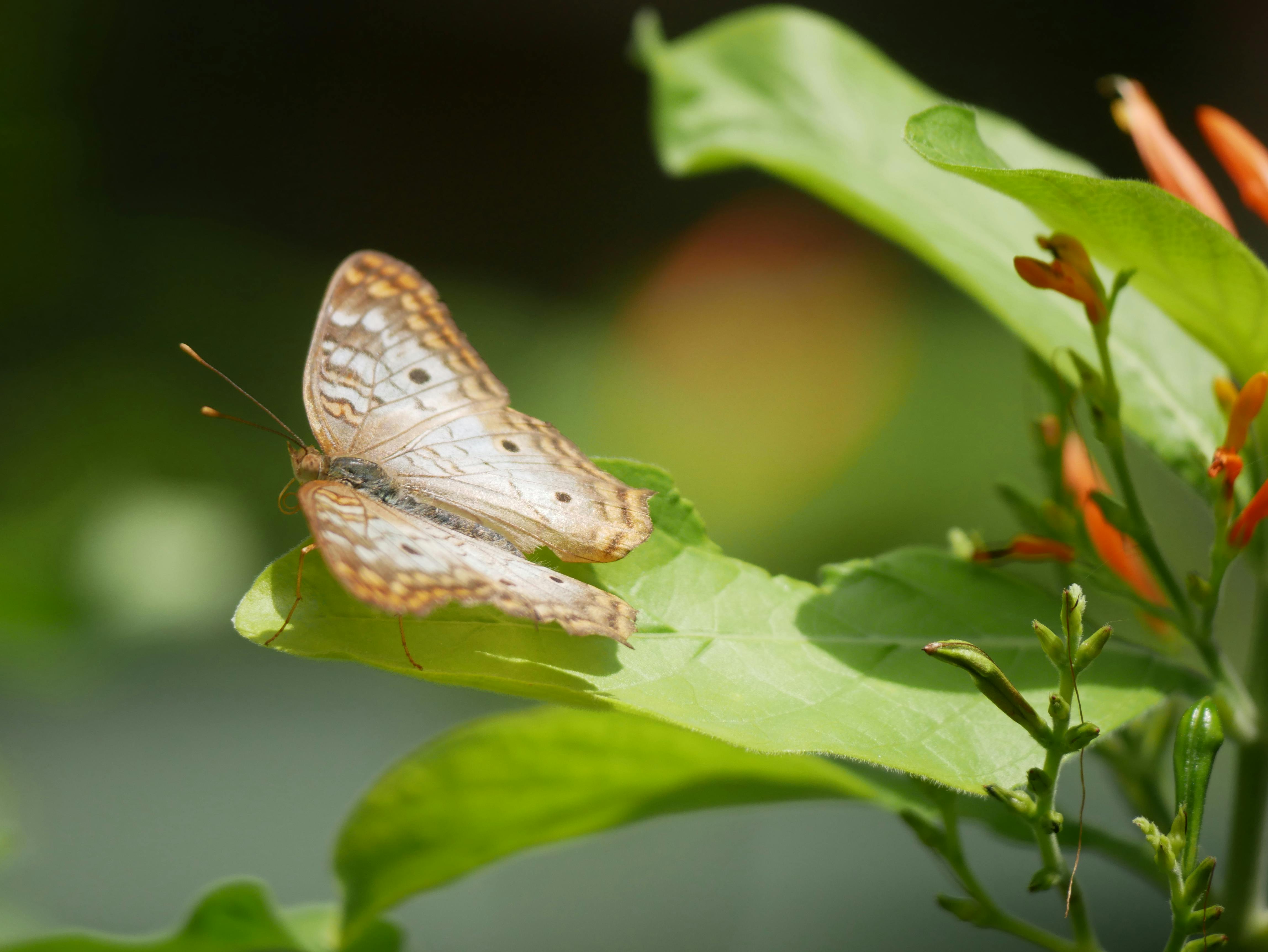 A Butterfly on a Leaf · Free Stock Photo A Butterfly on a Leaf · Free Stock Photo