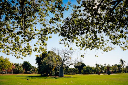 Free stock photo of boab tree